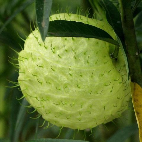 Gomphocarpus physocarpus - Giant Swan Milkweed I found a whole field of this milkweed plant. It has various medical applications, but I have not determined why it is cultivated here in Indonesia.

The milkweed is also the staple food of Monarch butterfly caterpillars.
 
Location is Bandung, West Java, Indonesia. Cultivated field.
 Bandung,Geotagged,Giant swan milkweed,Gomphocarpus physocarpus,Indonesia,Java,Spring,West Java,monarch caterpillar,plant,swan plant