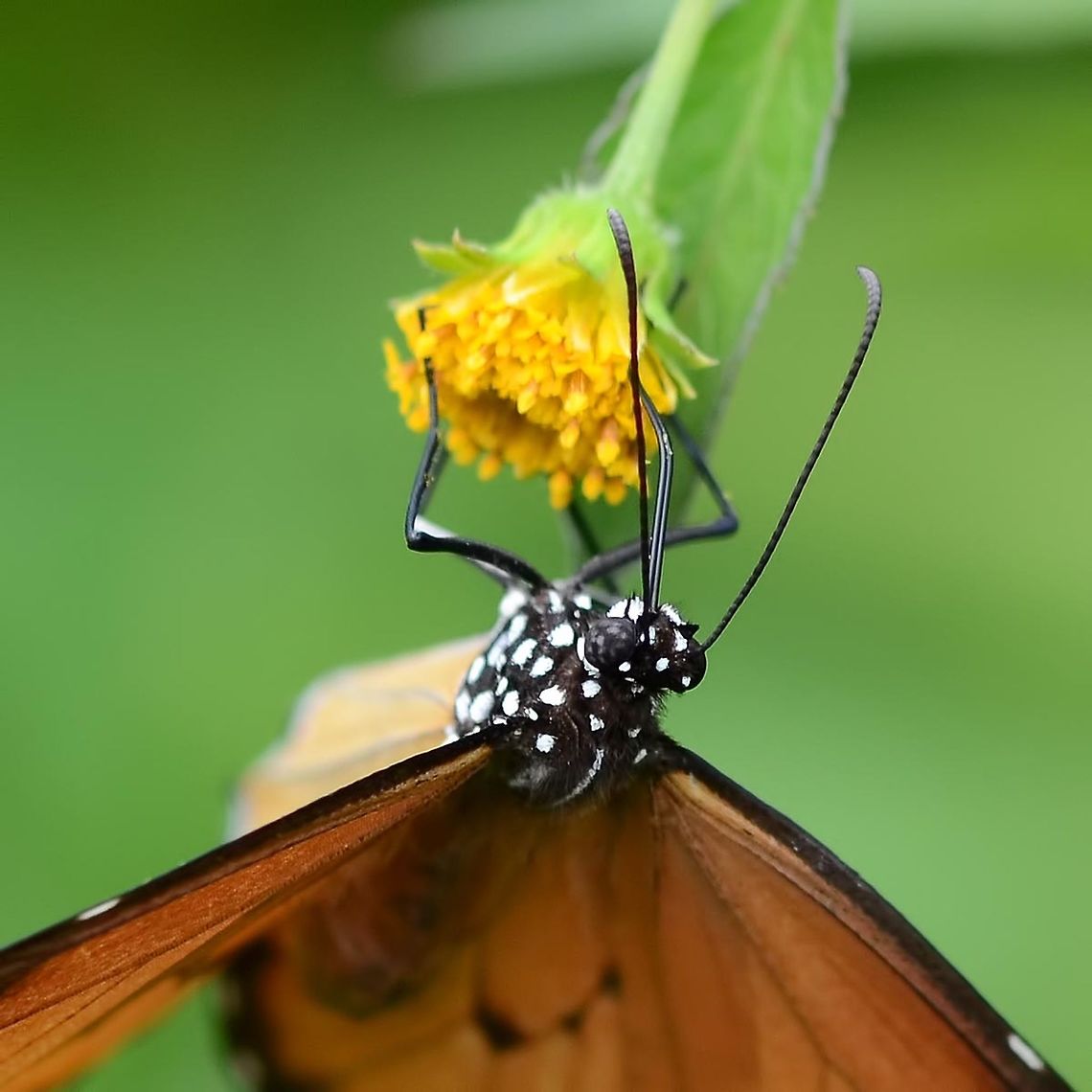 Danaus chrysippus - plain tiger Location is Bandung, West Java, Indonesia. Scrubland.<br />
<figure class="photo"><a href="https://www.jungledragon.com/image/38130/danaus_chrysippus_-_plain_tiger.html" title="Danaus chrysippus - plain tiger"><img src="https://s3.amazonaws.com/media.jungledragon.com/images/2784/38130_thumb.JPG?AWSAccessKeyId=05GMT0V3GWVNE7GGM1R2&Expires=1770854410&Signature=8acMxvuofq4zE08tEcAKriiAjeM%3D" width="200" height="150" alt="Danaus chrysippus - plain tiger This gorgeous butterfly is closely related to the famous monarch butterflies of the western world. Being a tropical climate, there is no requirement for a migration here in Indonesia, and the colourful butterfly can be observed all year round.<br />
<br />
Like its USA cousins, the caterpillar feeds on milkweed plants. This affords the caterpillar and subsequently the butterfly with protection, due to the foul taste imparted by the milkweed chemicals, which are normally poisonous to insects.<br />
<br />
The taste does not save the life of the individual caterpillar or butterfly, but it will prevent the next bug from a similar fate, as the predator learns. This defence is so successful, that other butterflies have evolved similar color patterns, to fool the predators.<br />
<br />
I can understand how the mimic pattern evolves over millions of years; the butterfly carrying the correct color has less predators, and therefore more chance of reproducing, and so the evolution goes, as each change that brings the color and pattern to the tiger, the more effective the defence.<br />
<br />
Location is Bandung, West Java, Indonesia. Scrubland.<br />
http://www.jungledragon.com/image/38129/bf_0287.html<br />
http://www.jungledragon.com/image/38131/bf_704.html African Monarch,Bandung,Danaus chrysippus,Geotagged,Indonesia,Java,Spring,West Java,butterfly,milkweed,plain tiger" /></a></figure> African Monarch,Bandung,Danaus chrysippus,Fall,Geotagged,Indonesia,Java,West Java,butterfly,milkweed,plain tiger