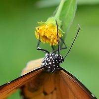 Danaus chrysippus - plain tiger Location is Bandung, West Java, Indonesia. Scrubland.<br />
http://www.jungledragon.com/image/38130/bf_662.html African Monarch,Bandung,Danaus chrysippus,Fall,Geotagged,Indonesia,Java,West Java,butterfly,milkweed,plain tiger