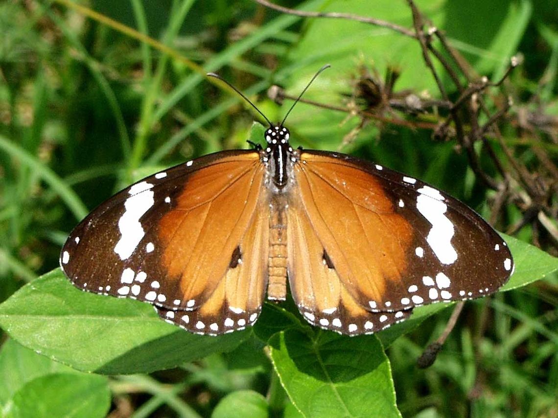 Danaus chrysippus - plain tiger This gorgeous butterfly is closely related to the famous monarch butterflies of the western world. Being a tropical climate, there is no requirement for a migration here in Indonesia, and the colourful butterfly can be observed all year round.<br />
<br />
Like its USA cousins, the caterpillar feeds on milkweed plants. This affords the caterpillar and subsequently the butterfly with protection, due to the foul taste imparted by the milkweed chemicals, which are normally poisonous to insects.<br />
<br />
The taste does not save the life of the individual caterpillar or butterfly, but it will prevent the next bug from a similar fate, as the predator learns. This defence is so successful, that other butterflies have evolved similar color patterns, to fool the predators.<br />
<br />
I can understand how the mimic pattern evolves over millions of years; the butterfly carrying the correct color has less predators, and therefore more chance of reproducing, and so the evolution goes, as each change that brings the color and pattern to the tiger, the more effective the defence.<br />
<br />
Location is Bandung, West Java, Indonesia. Scrubland.<br />
<figure class="photo"><a href="https://www.jungledragon.com/image/38129/danaus_chrysippus_-_plain_tiger.html" title="Danaus chrysippus - plain tiger"><img src="https://s3.amazonaws.com/media.jungledragon.com/images/2784/38129_thumb.jpg?AWSAccessKeyId=05GMT0V3GWVNE7GGM1R2&Expires=1763596810&Signature=Hs17PUtSL9KreZiRMRhICOPuK9Q%3D" width="200" height="200" alt="Danaus chrysippus - plain tiger Location is Bandung, West Java, Indonesia. Scrubland.<br />
http://www.jungledragon.com/image/38130/bf_662.html African Monarch,Bandung,Danaus chrysippus,Fall,Geotagged,Indonesia,Java,West Java,butterfly,milkweed,plain tiger" /></a></figure><br />
<figure class="photo"><a href="https://www.jungledragon.com/image/38131/danaus_chrysippus_-_plain_tiger.html" title="Danaus chrysippus - plain tiger"><img src="https://s3.amazonaws.com/media.jungledragon.com/images/2784/38131_thumb.jpg?AWSAccessKeyId=05GMT0V3GWVNE7GGM1R2&Expires=1763596810&Signature=YSxLDTIY8ercTCBPO9w2ODvAigQ%3D" width="200" height="200" alt="Danaus chrysippus - plain tiger Location is Bandung, West Java, Indonesia. Scrubland.<br />
http://www.jungledragon.com/image/38130/bf_662.html African Monarch,Bandung,Danaus chrysippus,Geotagged,Indonesia,Java,Spring,West Java,butterfly,milkweed,plain tiger" /></a></figure> African Monarch,Bandung,Danaus chrysippus,Geotagged,Indonesia,Java,Spring,West Java,butterfly,milkweed,plain tiger
