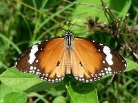 Danaus chrysippus - plain tiger This gorgeous butterfly is closely related to the famous monarch butterflies of the western world. Being a tropical climate, there is no requirement for a migration here in Indonesia, and the colourful butterfly can be observed all year round.<br />
<br />
Like its USA cousins, the caterpillar feeds on milkweed plants. This affords the caterpillar and subsequently the butterfly with protection, due to the foul taste imparted by the milkweed chemicals, which are normally poisonous to insects.<br />
<br />
The taste does not save the life of the individual caterpillar or butterfly, but it will prevent the next bug from a similar fate, as the predator learns. This defence is so successful, that other butterflies have evolved similar color patterns, to fool the predators.<br />
<br />
I can understand how the mimic pattern evolves over millions of years; the butterfly carrying the correct color has less predators, and therefore more chance of reproducing, and so the evolution goes, as each change that brings the color and pattern to the tiger, the more effective the defence.<br />
<br />
Location is Bandung, West Java, Indonesia. Scrubland.<br />
http://www.jungledragon.com/image/38129/bf_0287.html<br />
http://www.jungledragon.com/image/38131/bf_704.html African Monarch,Bandung,Danaus chrysippus,Geotagged,Indonesia,Java,Spring,West Java,butterfly,milkweed,plain tiger
