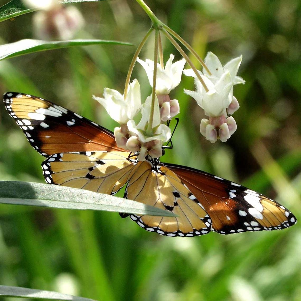 Danaus chrysippus - plain tiger Location is Bandung, West Java, Indonesia. Scrubland.<br />
<figure class="photo"><a href="https://www.jungledragon.com/image/38130/danaus_chrysippus_-_plain_tiger.html" title="Danaus chrysippus - plain tiger"><img src="https://s3.amazonaws.com/media.jungledragon.com/images/2784/38130_thumb.JPG?AWSAccessKeyId=05GMT0V3GWVNE7GGM1R2&Expires=1759968010&Signature=o%2Bfr90cVq7cpiToRnp7%2FXR%2B8pgE%3D" width="200" height="150" alt="Danaus chrysippus - plain tiger This gorgeous butterfly is closely related to the famous monarch butterflies of the western world. Being a tropical climate, there is no requirement for a migration here in Indonesia, and the colourful butterfly can be observed all year round.<br />
<br />
Like its USA cousins, the caterpillar feeds on milkweed plants. This affords the caterpillar and subsequently the butterfly with protection, due to the foul taste imparted by the milkweed chemicals, which are normally poisonous to insects.<br />
<br />
The taste does not save the life of the individual caterpillar or butterfly, but it will prevent the next bug from a similar fate, as the predator learns. This defence is so successful, that other butterflies have evolved similar color patterns, to fool the predators.<br />
<br />
I can understand how the mimic pattern evolves over millions of years; the butterfly carrying the correct color has less predators, and therefore more chance of reproducing, and so the evolution goes, as each change that brings the color and pattern to the tiger, the more effective the defence.<br />
<br />
Location is Bandung, West Java, Indonesia. Scrubland.<br />
http://www.jungledragon.com/image/38129/bf_0287.html<br />
http://www.jungledragon.com/image/38131/bf_704.html African Monarch,Bandung,Danaus chrysippus,Geotagged,Indonesia,Java,Spring,West Java,butterfly,milkweed,plain tiger" /></a></figure> African Monarch,Bandung,Danaus chrysippus,Geotagged,Indonesia,Java,Spring,West Java,butterfly,milkweed,plain tiger
