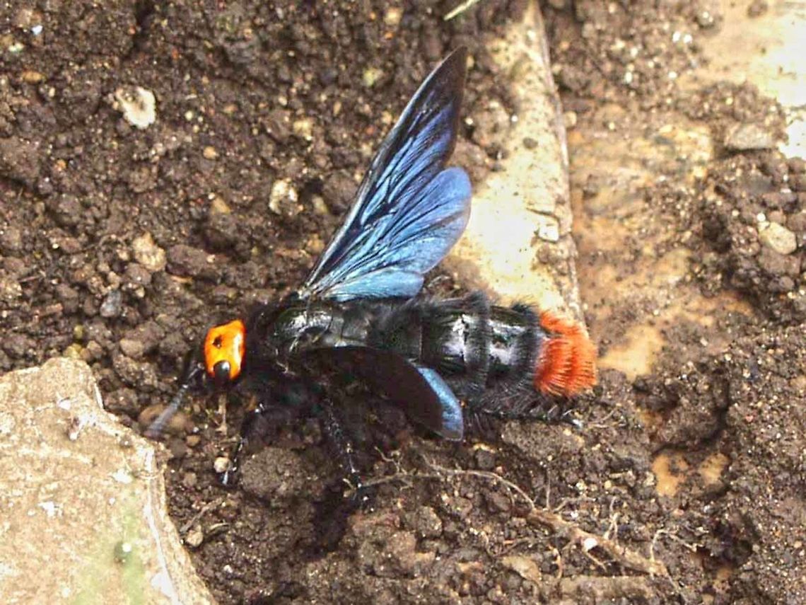 Megascolia azurea christiana Location is Bandung, West Java, Indonesia. Scrubland.<br />
<figure class="photo"><a href="https://www.jungledragon.com/image/38152/megascolia_azurea_christiana.html" title="Megascolia azurea christiana"><img src="https://s3.amazonaws.com/media.jungledragon.com/images/2784/38152_thumb.JPG?AWSAccessKeyId=05GMT0V3GWVNE7GGM1R2&Expires=1769040010&Signature=pUW5zKkCMW0Bgxef4NVftbjh7Wk%3D" width="200" height="150" alt="Megascolia azurea christiana I first spotted this wasp 18 years ago. A friend and I observed it coming out of a hole in the ground near a tree root. It was very worrying as it just kept coming out, more and more of it. I could have sworn it was 2&rdquo; long.<br />
<br />
In 2011, armed with a camera, I found the wasp again. Still not over my wasp phobia at that time, I was reluctant to get any closer than four feet and had one foot angled for a sprint get-a-way.<br />
<br />
I knew that I would want a measurement, so I photographed my feet position and noted my stance. I returned with photo print-outs and a steel rule, using all the information I was able to position the camera and photographed the rule in position. Back at the lab, I overlaid the images to get a measurement &ndash; 36mm.<br />
<br />
For a long time, I was convinced that this bug was a bee, but made no progress in the ID hunt. Finally I had a look at wasps and soon found the species under Scoliidae. Unfortunately I have not seen the wasp since. If I saw it today, I would likely scoop it up and take it home with me.<br />
<br />
Location is Bandung, West Java, Indonesia. Scrubland.<br />
http://www.jungledragon.com/image/38151/megascolia_azurea_christiana_539.html Bandung,Geotagged,Indonesia,Java,Megascolia azurea,Scoliidae,Spring,West Java,megascolia,scoliid wasp" /></a></figure> Bandung,Geotagged,Indonesia,Java,Megascolia azurea,Scoliidae,Spring,West Java,megascolia,scoliid wasp