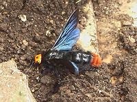 Megascolia azurea christiana Location is Bandung, West Java, Indonesia. Scrubland.<br />
http://www.jungledragon.com/image/38152/megascolia_azurea_christiana_541.html Bandung,Geotagged,Indonesia,Java,Megascolia azurea,Scoliidae,Spring,West Java,megascolia,scoliid wasp