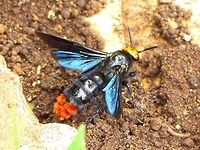 Megascolia azurea christiana I first spotted this wasp 18 years ago. A friend and I observed it coming out of a hole in the ground near a tree root. It was very worrying as it just kept coming out, more and more of it. I could have sworn it was 2&rdquo; long.<br />
<br />
In 2011, armed with a camera, I found the wasp again. Still not over my wasp phobia at that time, I was reluctant to get any closer than four feet and had one foot angled for a sprint get-a-way.<br />
<br />
I knew that I would want a measurement, so I photographed my feet position and noted my stance. I returned with photo print-outs and a steel rule, using all the information I was able to position the camera and photographed the rule in position. Back at the lab, I overlaid the images to get a measurement &ndash; 36mm.<br />
<br />
For a long time, I was convinced that this bug was a bee, but made no progress in the ID hunt. Finally I had a look at wasps and soon found the species under Scoliidae. Unfortunately I have not seen the wasp since. If I saw it today, I would likely scoop it up and take it home with me.<br />
<br />
Location is Bandung, West Java, Indonesia. Scrubland.<br />
http://www.jungledragon.com/image/38151/megascolia_azurea_christiana_539.html Bandung,Geotagged,Indonesia,Java,Megascolia azurea,Scoliidae,Spring,West Java,megascolia,scoliid wasp