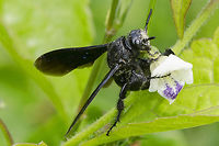 Megascolia procer Location is Bandung, West Java, Indonesia. Alongside a stream and paddy fields.<br />
http://www.jungledragon.com/image/38154/megascolia_procer.html Bandung,Geotagged,Indonesia,Java,Megascolia procer,Scoliidae,West Java,Winter,megascolia,scoliid wasp