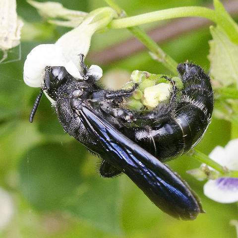 Megascolia procer This is a huge wasp of the Scoliidae family. Fortunately I was cured of my fear of wasps and was able to get close to this black beauty. These wasps are non-aggressive and are nothing to fear. They just want to get on with their daily routine.

You can get an idea of the size from the creeping foxglove plant. Here you can see the wasp standing on a more stable head while it feeds down the bell of the bloom. In the other image, the foxglove is too unstable and will likely break off, so the wasp drills into the base of the bloom from the outside. Many insects adopt this strategy.

Location is Bandung, West Java, Indonesia. Alongside a stream and paddy fields.
http://www.jungledragon.com/image/38153/megascolia_procer.html Bandung,Geotagged,Indonesia,Java,Megascolia procer,Scoliidae,Summer,West Java,Winter,megascolia,scoliid wasp