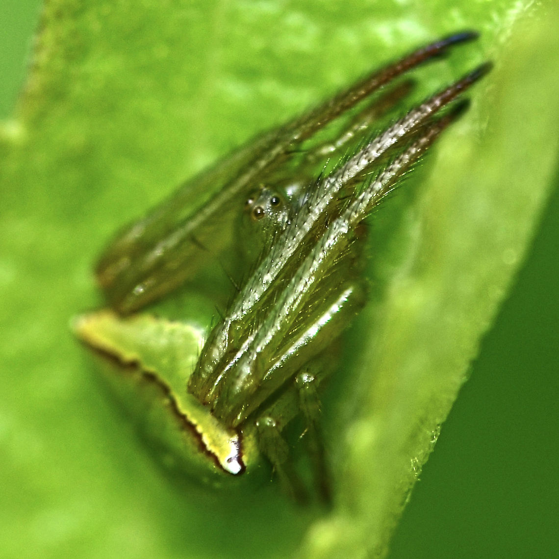 Araneus psittacinus - female Location is Bandung, West Java, Indonesia. Alongside a stream and paddy fields.<br />
<figure class="photo"><a href="https://www.jungledragon.com/image/38159/araneus_psittacinus_-_male.html" title="Araneus psittacinus - male"><img src="https://s3.amazonaws.com/media.jungledragon.com/images/2784/38159_thumb.JPG?AWSAccessKeyId=05GMT0V3GWVNE7GGM1R2&Expires=1770854410&Signature=j%2FRTDK%2F61eSMH%2BifFToKiK3kiuQ%3D" width="200" height="200" alt="Araneus psittacinus - male A very small spider, around 5mm in length. Easily overlooked, working its web around the bush at about head height.<br />
<br />
Location is Bandung, West Java, Indonesia. Alongside a stream and paddy fields.<br />
<br />
A lot of work done by WildFlower on the identification of this one. It turns out that this species is probably not even described yet, and so I am removing the species name.<br />
http://www.jungledragon.com/image/38157/araneus_psittacinus_3351.html<br />
http://www.jungledragon.com/image/38158/araneus_psittacinus_3339.html Araneus psittacinus,Geotagged,Indonesia,Spring" /></a></figure> Araneus psittacinus,Bandung,Geotagged,Indonesia,Java,Spring,West Java,arachnid,araneus,spider