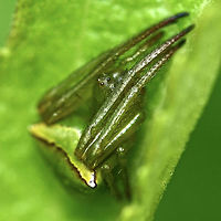 Araneus psittacinus - female Location is Bandung, West Java, Indonesia. Alongside a stream and paddy fields.<br />
http://www.jungledragon.com/image/38159/araneus_psittacinus_4108.html Araneus psittacinus,Bandung,Geotagged,Indonesia,Java,Spring,West Java,arachnid,araneus,spider