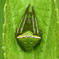 Araneus psittacinus - female Location is Bandung, West Java, Indonesia. Alongside a stream and paddy fields.<br />
http://www.jungledragon.com/image/38159/araneus_psittacinus_4108.html Araneus psittacinus,Bandung,Geotagged,Indonesia,Java,Spring,West Java,arachnid,araneus,spider