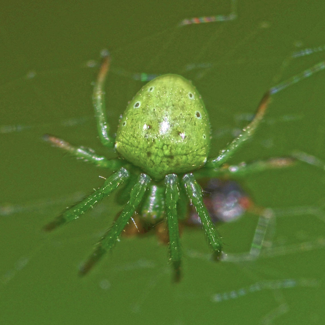 Araneus psittacinus - male A very small spider, around 5mm in length. Easily overlooked, working its web around the bush at about head height.<br />
<br />
Location is Bandung, West Java, Indonesia. Alongside a stream and paddy fields.<br />
<br />
A lot of work done by WildFlower on the identification of this one. It turns out that this species is probably not even described yet, and so I am removing the species name.<br />
<figure class="photo"><a href="https://www.jungledragon.com/image/38157/araneus_psittacinus_-_female.html" title="Araneus psittacinus - female"><img src="https://s3.amazonaws.com/media.jungledragon.com/images/2784/38157_thumb.JPG?AWSAccessKeyId=05GMT0V3GWVNE7GGM1R2&Expires=1769040010&Signature=1OBIqX%2FtOqBHZU29o2IiRa8UJXE%3D" width="200" height="200" alt="Araneus psittacinus - female Location is Bandung, West Java, Indonesia. Alongside a stream and paddy fields.<br />
http://www.jungledragon.com/image/38159/araneus_psittacinus_4108.html Araneus psittacinus,Bandung,Geotagged,Indonesia,Java,Spring,West Java,arachnid,araneus,spider" /></a></figure><br />
<figure class="photo"><a href="https://www.jungledragon.com/image/38158/araneus_psittacinus_-_female.html" title="Araneus psittacinus - female"><img src="https://s3.amazonaws.com/media.jungledragon.com/images/2784/38158_thumb.JPG?AWSAccessKeyId=05GMT0V3GWVNE7GGM1R2&Expires=1769040010&Signature=wjfEpLGN36II4DXA%2B9h1EWkS%2Fbg%3D" width="200" height="200" alt="Araneus psittacinus - female Location is Bandung, West Java, Indonesia. Alongside a stream and paddy fields.<br />
http://www.jungledragon.com/image/38159/araneus_psittacinus_4108.html Araneus psittacinus,Bandung,Geotagged,Indonesia,Java,Spring,West Java,arachnid,araneus,spider" /></a></figure> Araneus psittacinus,Geotagged,Indonesia,Spring