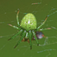 Araneus psittacinus - male A very small spider, around 5mm in length. Easily overlooked, working its web around the bush at about head height.<br />
<br />
Location is Bandung, West Java, Indonesia. Alongside a stream and paddy fields.<br />
<br />
A lot of work done by WildFlower on the identification of this one. It turns out that this species is probably not even described yet, and so I am removing the species name.<br />
http://www.jungledragon.com/image/38157/araneus_psittacinus_3351.html<br />
http://www.jungledragon.com/image/38158/araneus_psittacinus_3339.html Araneus psittacinus,Geotagged,Indonesia,Spring