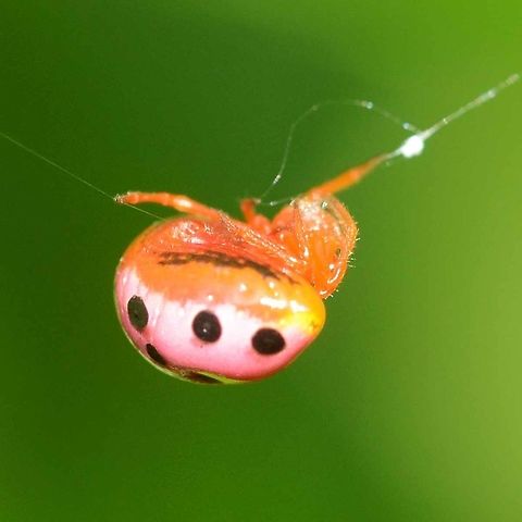 Paraplectana duodecimmaculata - Ladybird Mimic Location is Bandung, West Java, Indonesia. Alongside a stream and paddy fields.
http://www.jungledragon.com/image/38170/ladybird_mimic_3173.html Bandung,Geotagged,Indonesia,Java,Ladybird mimic spider,Paraplectana duodecimmaculata,Summer,West Java,ladybird mimic,mimicry,spider