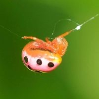 Paraplectana duodecimmaculata - Ladybird Mimic Location is Bandung, West Java, Indonesia. Alongside a stream and paddy fields.<br />
http://www.jungledragon.com/image/38170/ladybird_mimic_3173.html Bandung,Geotagged,Indonesia,Java,Ladybird mimic spider,Paraplectana duodecimmaculata,Summer,West Java,ladybird mimic,mimicry,spider