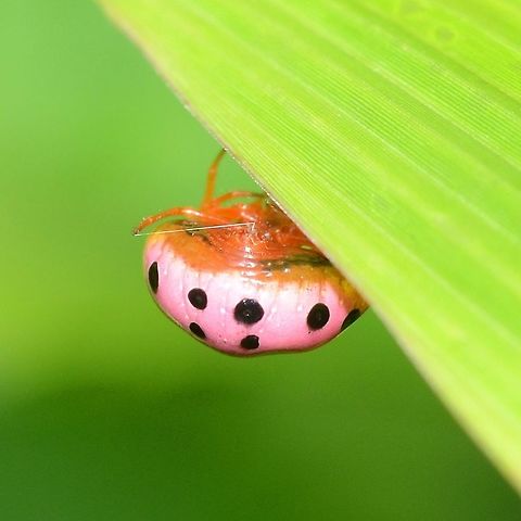 Paraplectana duodecimmaculata - Ladybird Mimic Location is Bandung, West Java, Indonesia. Alongside a stream and paddy fields.
http://www.jungledragon.com/image/38170/ladybird_mimic_3173.html Bandung,Geotagged,Indonesia,Java,Ladybird mimic spider,Paraplectana duodecimmaculata,Summer,West Java,ladybird mimic,mimicry,spider