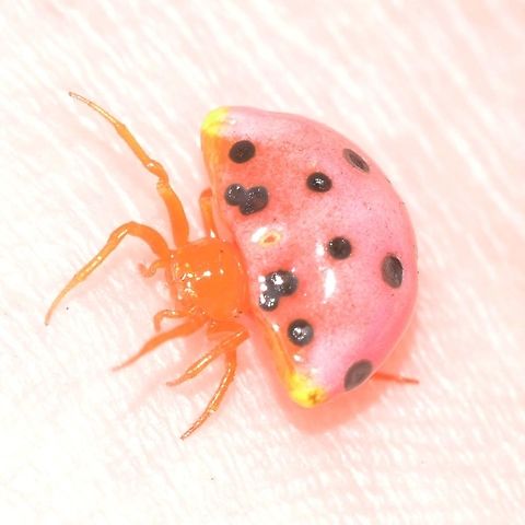 Paraplectana duodecimmaculata - Ladybird Mimic It was a pleasant surprise to find this arachnid. Yes, it is a spider, and one of the best mimicry examples I have ever seen. The ladybird is an excellent choice of mimic subject, as it excretes a foul tasting fluid which birds soon learn to give a wide birth.

I have only seen this spider once, but wonder how many times have I walked past. From now on, the look gets added to my list of observations, as I would love to get more shots.

Location is Bandung, West Java, Indonesia. Alongside a stream and paddy fields.
http://www.jungledragon.com/image/38168/ladybird_mimic_3167.html
http://www.jungledragon.com/image/38169/ladybird_mimic_3172.html Bandung,Geotagged,Indonesia,Java,Ladybird mimic spider,Paraplectana duodecimmaculata,Summer,West Java,ladybird mimic,mimicry,spider