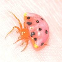 Paraplectana duodecimmaculata - Ladybird Mimic It was a pleasant surprise to find this arachnid. Yes, it is a spider, and one of the best mimicry examples I have ever seen. The ladybird is an excellent choice of mimic subject, as it excretes a foul tasting fluid which birds soon learn to give a wide birth.<br />
<br />
I have only seen this spider once, but wonder how many times have I walked past. From now on, the look gets added to my list of observations, as I would love to get more shots.<br />
<br />
Location is Bandung, West Java, Indonesia. Alongside a stream and paddy fields.<br />
http://www.jungledragon.com/image/38168/ladybird_mimic_3167.html<br />
http://www.jungledragon.com/image/38169/ladybird_mimic_3172.html Bandung,Geotagged,Indonesia,Java,Ladybird mimic spider,Paraplectana duodecimmaculata,Summer,West Java,ladybird mimic,mimicry,spider