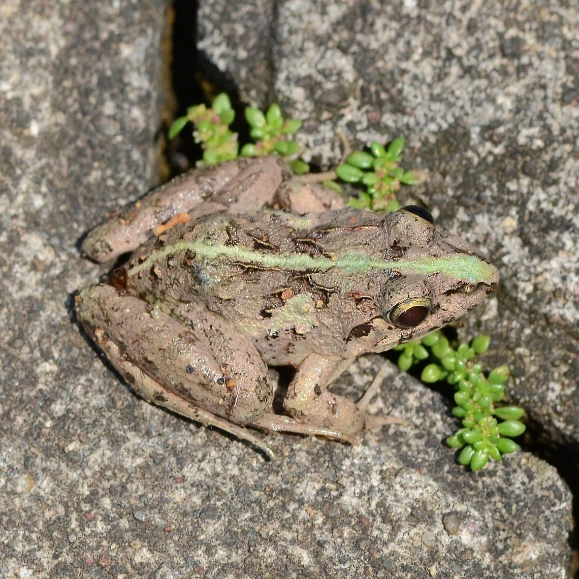 Fejervarya limnocharis - field frog Location is Bandung, West Java, Indonesia. Ciranjang village, Driveway.<br />
<figure class="photo"><a href="https://www.jungledragon.com/image/38177/fejervarya_limnocharis_-_field_frog.html" title="Fejervarya limnocharis - field frog"><img src="https://s3.amazonaws.com/media.jungledragon.com/images/2784/38177_thumb.jpg?AWSAccessKeyId=05GMT0V3GWVNE7GGM1R2&Expires=1759968010&Signature=QHvQ46uBsziBabZbaZi9hl369u0%3D" width="200" height="126" alt="Fejervarya limnocharis - field frog I have always been a little disappointed not to find any of those little slimy poison dart type frogs, rather than these lunkers that I normally find. Having said that, They are still amazing and I love watching them do the leap of faith when I get too close.<br />
<br />
This one is different to the normal frogs that I find at the stream, which are all tree frogs with the suckers on their toes. Take a closer look and you will see the difference. I found this on the driveway, lifting its feet in an attempt to avoid the baking surface temperature.<br />
<br />
Location is Bandung, West Java, Indonesia. Ciranjang village, Driveway.<br />
http://www.jungledragon.com/image/38176/frog_green_stripe_6214.html Ciranjang,Fejervarya limnocharis,Geotagged,Indonesia,Java,West Java,Winter,field frog,frog,green stripe" /></a></figure> Ciranjang,Fejervarya limnocharis,Geotagged,Indonesia,Java,West Java,Winter,field frog,frog,green stripe