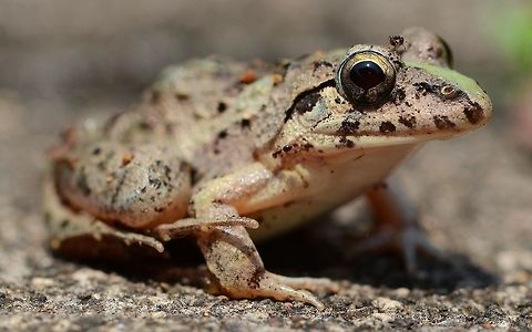 Paddy Field Frog