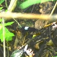 Compsocryptus sp. I saw a humming bird pass over head and got excited. But, then I remembered, there are no hummingbirds in Indonesia. I followed for a closer look and to my horror and amazement, it was a wasp of a conservatively estimate length of 2.5” to 3”. I thought hard about the length and understand how these things get exaggerated, but I saw little point to under stating the length. The above quote is what I believe to be the length.<br />
<br />
The Ichneumon looking wasp landed on the path in open view. I got down and dirty on my belly and started the approach. I know I should have taken an early shot for the can, but elected to get closer first. A huge mistake that I am unlikely ever to make again.<br />
<br />
The wasp was collecting bugs in the paddy field and returning to the far side of the stream bank. I tried searching at the paddy, but could not find the wasp. The only opportunity for an image was on the far side of the stream, under heavy tree cover, very poor light and 30’ distance. Even with the 105mm lens, it was way too far.<br />
<br />
The two best images are very poor, blown up from a virtual spec, pushed and pulled to extract an image, to give you a closer look.<br />
<br />
A guy in Singapore managed an image, but did not have an ID. He estimated the length at ‘a few inches’, so I think it is the same species.<br />
http://www.butterflycircle.com/showthread.php?13097-Big-wasp-for-John<br />
<br />
I also found this PDF link, which is what I am basing Compsocryptus sp on:<br />
http://journals.fcla.edu/flaent/article/view/58559/56238<br />
<br />
Any help would be appreciated.<br />
<br />
Location is Bandung, West Java, Indonesia. Alongside a stream and paddy fields.<br />
http://www.jungledragon.com/image/38207/compsocryptus_sp.html Bandung,Compsocryptus,Geotagged,Indonesia,Java,Summer,West Java,giant wasp,wasp