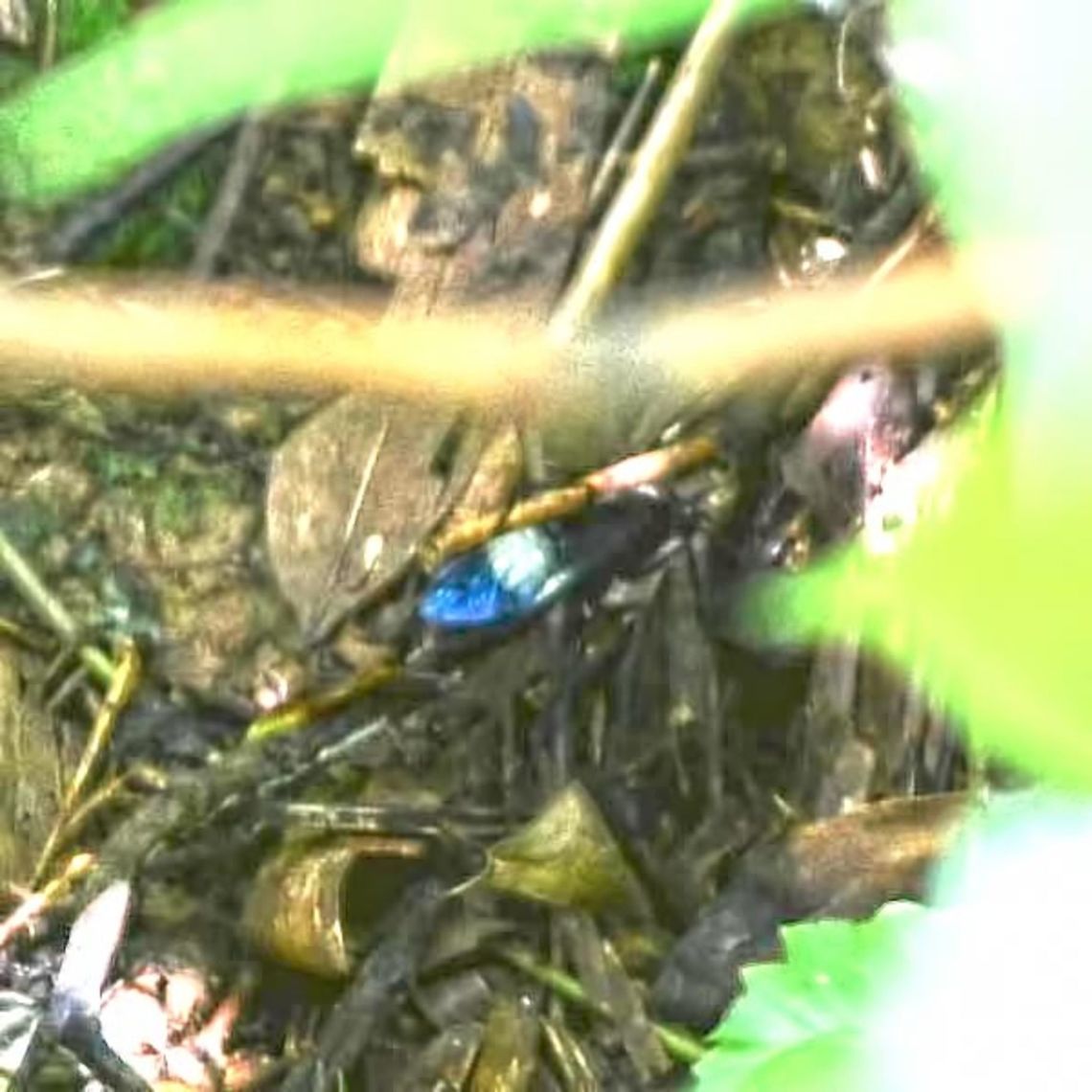 Compsocryptus sp. Location is Bandung, West Java, Indonesia. Alongside a stream and paddy fields.<br />
<figure class="photo"><a href="https://www.jungledragon.com/image/38206/compsocryptus_sp.html" title="Compsocryptus sp."><img src="https://s3.amazonaws.com/media.jungledragon.com/images/2784/38206_thumb.jpg?AWSAccessKeyId=05GMT0V3GWVNE7GGM1R2&Expires=1770854410&Signature=Wgrywsi8y3BiBNb7aBzFKEjroX0%3D" width="200" height="200" alt="Compsocryptus sp. I saw a humming bird pass over head and got excited. But, then I remembered, there are no hummingbirds in Indonesia. I followed for a closer look and to my horror and amazement, it was a wasp of a conservatively estimate length of 2.5&rdquo; to 3&rdquo;. I thought hard about the length and understand how these things get exaggerated, but I saw little point to under stating the length. The above quote is what I believe to be the length.<br />
<br />
The Ichneumon looking wasp landed on the path in open view. I got down and dirty on my belly and started the approach. I know I should have taken an early shot for the can, but elected to get closer first. A huge mistake that I am unlikely ever to make again.<br />
<br />
The wasp was collecting bugs in the paddy field and returning to the far side of the stream bank. I tried searching at the paddy, but could not find the wasp. The only opportunity for an image was on the far side of the stream, under heavy tree cover, very poor light and 30&rsquo; distance. Even with the 105mm lens, it was way too far.<br />
<br />
The two best images are very poor, blown up from a virtual spec, pushed and pulled to extract an image, to give you a closer look.<br />
<br />
A guy in Singapore managed an image, but did not have an ID. He estimated the length at &lsquo;a few inches&rsquo;, so I think it is the same species.<br />
http://www.butterflycircle.com/showthread.php?13097-Big-wasp-for-John<br />
<br />
I also found this PDF link, which is what I am basing Compsocryptus sp on:<br />
http://journals.fcla.edu/flaent/article/view/58559/56238<br />
<br />
Any help would be appreciated.<br />
<br />
Location is Bandung, West Java, Indonesia. Alongside a stream and paddy fields.<br />
http://www.jungledragon.com/image/38207/compsocryptus_sp.html Bandung,Compsocryptus,Geotagged,Indonesia,Java,Summer,West Java,giant wasp,wasp" /></a></figure> Bandung,Compsocryptus,Geotagged,Indonesia,Java,Summer,West Java,giant wasp,wasp