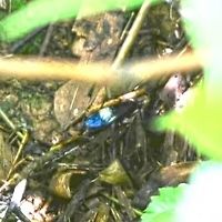 Compsocryptus sp. Location is Bandung, West Java, Indonesia. Alongside a stream and paddy fields.<br />
http://www.jungledragon.com/image/38206/compsocryptus_sp.html Bandung,Compsocryptus,Geotagged,Indonesia,Java,Summer,West Java,giant wasp,wasp