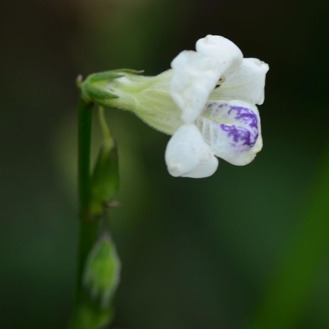 asystasia gangetica - creeping foxglove This common plant can be found on any scrubland. Very popular with bugs and butterflies. A single bloom grows daily and by mid-afternoon, the bloom falls, and it is all over for the day. There are a strip of buds waiting to spring into action on subsequent days. I have probably shot a couple of thousand images based around this plant.<br />
<br />
Location is Bandung, West Java, Indonesia. Scrubland.<br />
<a href="http://www.jungledragon.com/image/38209/asystasia_gangetica_-_creeping_foxglove.html" rel="nofollow">http://www.jungledragon.com/image/38209/asystasia_gangetica_-_creeping_foxglove.html</a> Asystasia gangetica,Bandung,Chinese violet,Geotagged,Indonesia,Java,West Java,Winter,bloom,creeping foxglove,flora,flower,foxglove,plant