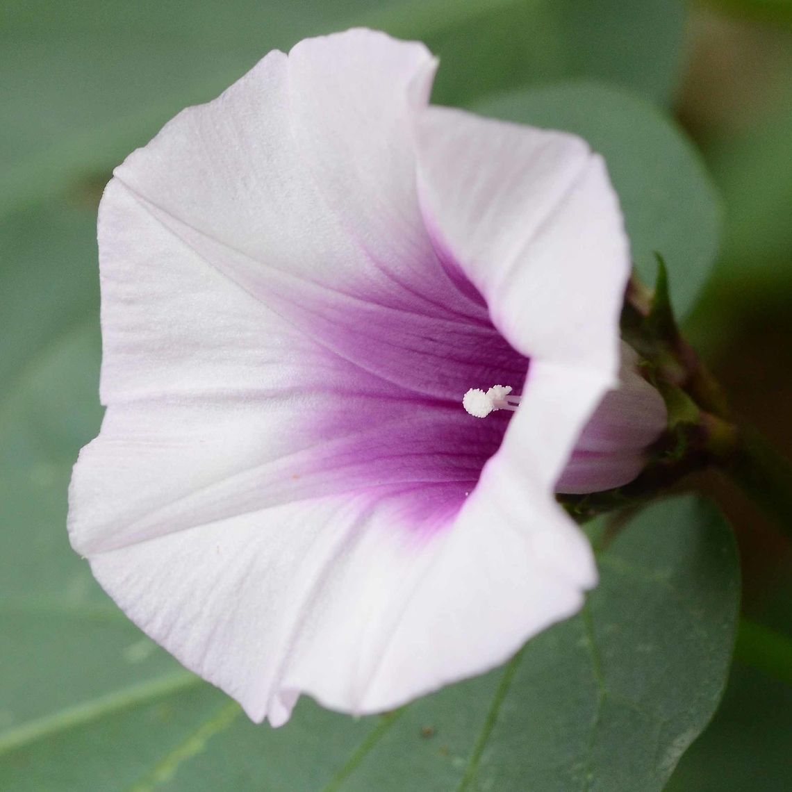 Argyreia nervosa - elephant creeper A pretty bloom, but not much but or butterfly action.<br />
<br />
Location is Bandung, West Java, Indonesia. Scrubland.<br />
 Argyreia nervosa,Bandung,Geotagged,Indonesia,Java,West Java,Winter,bloom,flora,flower,plant