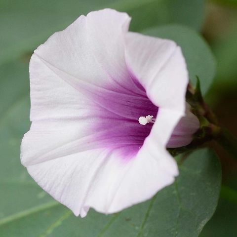 Argyreia nervosa - elephant creeper A pretty bloom, but not much but or butterfly action.

Location is Bandung, West Java, Indonesia. Scrubland.
 Argyreia nervosa,Bandung,Geotagged,Indonesia,Java,West Java,Winter,bloom,flora,flower,plant