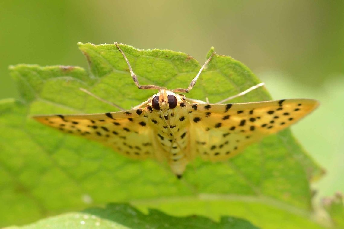 Conogethes punctiferalis - Durian Fruit Borer A fascinating moth to find. I probably would have a better chance at night, as this was the only image I was able to capture.<br />
<br />
Location is Bandung, West Java, Indonesia. Alongside a stream and paddy fields. Bandung,Conogethes punctiferalis,Geotagged,Indonesia,Java,Spring,West Java,durian fruit borer,moth