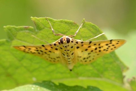 Conogethes punctiferalis - Durian Fruit Borer A fascinating moth to find. I probably would have a better chance at night, as this was the only image I was able to capture.

Location is Bandung, West Java, Indonesia. Alongside a stream and paddy fields. Bandung,Conogethes punctiferalis,Geotagged,Indonesia,Java,Spring,West Java,durian fruit borer,moth