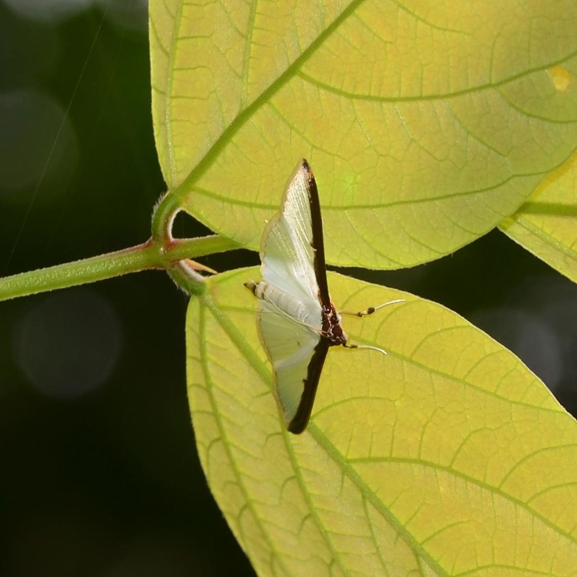 Cydalima laticostalis It is as important to check under the leaves as well as the tops.<br />
<br />
Location is Bandung, West Java, Indonesia. Alongside a stream and paddy fields.<br />
 Bandung,Cydalima laticostalis,Fall,Geotagged,Indonesia,Java,West Java,moth