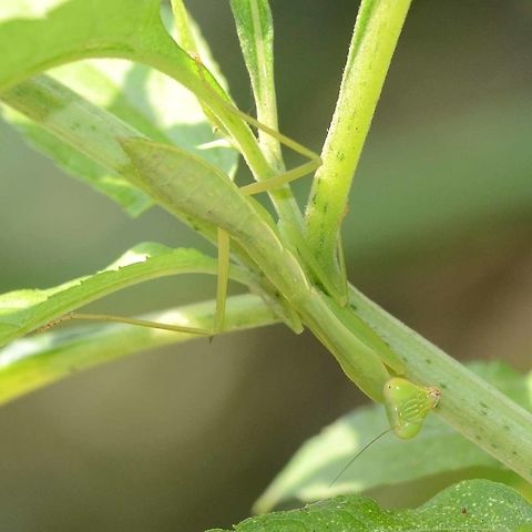 Sphodromantis viridis - African mantis I don&rsquo;t think I have read this, but I believe that this mantis has the ability to adjust its shade of green to suit its surroundings. Here is my evidence in these three linked images.

Location is Bandung, West Java, Indonesia. Alongside a stream and paddy fields.
http://www.jungledragon.com/image/38219/sphodromantis_viridis_-_african_mantis.html
http://www.jungledragon.com/image/38220/sphodromantis_viridis_-_african_mantis.html African mantis,Bandung,Geotagged,Indonesia,Java,Sphodromantis viridis,Spring,West Java,camouflage,mantid,mantis,mimicry,praying mantis