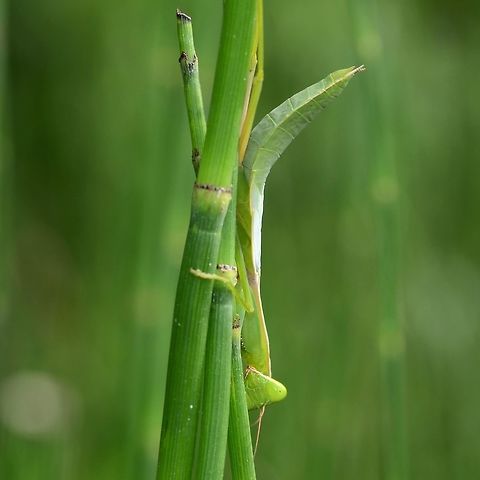 Sphodromantis viridis - African mantis Location is Bandung, West Java, Indonesia. Alongside a stream and paddy fields.
http://www.jungledragon.com/image/38218/sphodromantis_viridis_-_african_mantis.html African mantis,Bandung,Geotagged,Indonesia,Java,Sphodromantis viridis,West Java,Winter,camouflage,mantid,mantis,mimicry,praying mantis