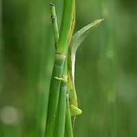 Sphodromantis viridis - African mantis Location is Bandung, West Java, Indonesia. Alongside a stream and paddy fields.<br />
http://www.jungledragon.com/image/38218/sphodromantis_viridis_-_african_mantis.html African mantis,Bandung,Geotagged,Indonesia,Java,Sphodromantis viridis,West Java,Winter,camouflage,mantid,mantis,mimicry,praying mantis