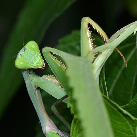 Sphodromantis viridis - African mantis Location is Bandung, West Java, Indonesia. Alongside a stream and paddy fields.
http://www.jungledragon.com/image/38218/sphodromantis_viridis_-_african_mantis.html African mantis,Bandung,Geotagged,Indonesia,Java,Sphodromantis viridis,West Java,Winter,camouflage,mantid,mantis,mimicry,praying mantis