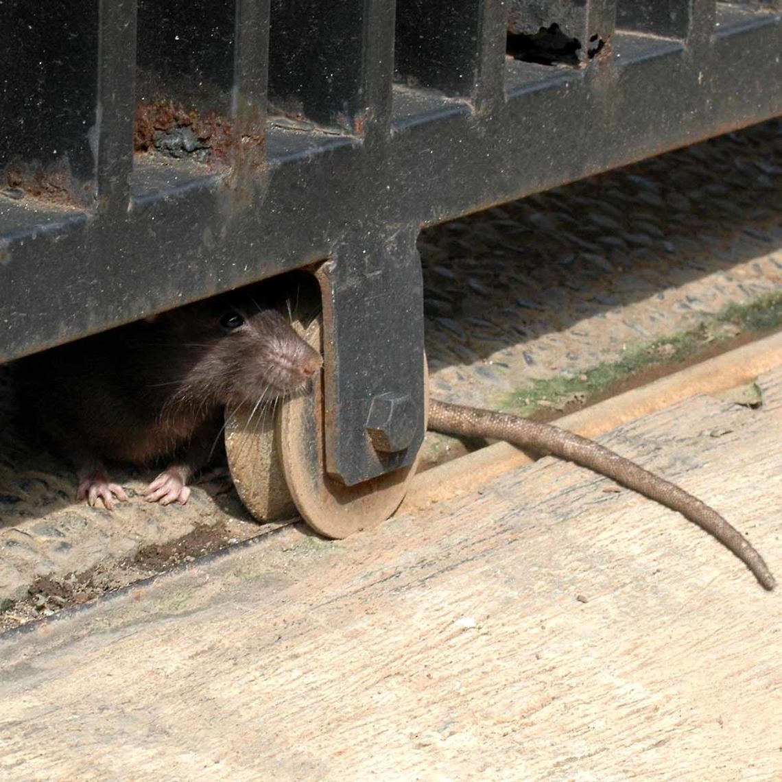 Rattus norvegicus - Brown Rat Quite possibly this is the vilest and most despised creature on this earth. There is nothing as disappointing as seeing one of these, trot across your living room. There is nothing quite as blood boiling as being woken by a tickle on your cheek, to find BIG MOMMA staring you in the face. Returning home after a holiday, with a couple of weeks of washing, to discover that the wiring of your washing machine has been rearranged as nesting material comes a close second.<br />
<br />
I spent weeks, blocking holes and guarding them, only to discover that they were getting in through the toilet bowl and then dragging their feet and leaving a trail of rat piss around my kitchen. I put a bucket of water on top of the toilet bowl and they STILL got in. The rat chewed a hole, the water drained and the bucket was found the next day by the side of the toilet. I found the hole when I next used the bucket.<br />
<br />
My HATE for this creature is way beyond words. Anyone who buys a catch and release trap, has never really had a rat problem, and will receive a contemptible verbal lashing from myself. This is one creature that the world does not need. Yes, it has adapted to man&rsquo;s slovenly behaviour. But, even if we smarten up out act, this thing is not going away any time soon. <br />
<br />
Location is Bandung, West Java, Indonesia. Streets. Brown rat,Fall,Geotagged,Indonesia,Rattus norvegicus