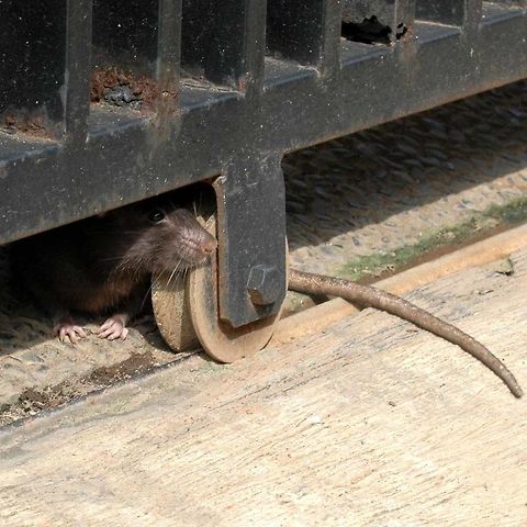Rattus norvegicus - Brown Rat Quite possibly this is the vilest and most despised creature on this earth. There is nothing as disappointing as seeing one of these, trot across your living room. There is nothing quite as blood boiling as being woken by a tickle on your cheek, to find BIG MOMMA staring you in the face. Returning home after a holiday, with a couple of weeks of washing, to discover that the wiring of your washing machine has been rearranged as nesting material comes a close second.

I spent weeks, blocking holes and guarding them, only to discover that they were getting in through the toilet bowl and then dragging their feet and leaving a trail of rat piss around my kitchen. I put a bucket of water on top of the toilet bowl and they STILL got in. The rat chewed a hole, the water drained and the bucket was found the next day by the side of the toilet. I found the hole when I next used the bucket.

My HATE for this creature is way beyond words. Anyone who buys a catch and release trap, has never really had a rat problem, and will receive a contemptible verbal lashing from myself. This is one creature that the world does not need. Yes, it has adapted to man&rsquo;s slovenly behaviour. But, even if we smarten up out act, this thing is not going away any time soon. 

Location is Bandung, West Java, Indonesia. Streets. Brown rat,Fall,Geotagged,Indonesia,Rattus norvegicus