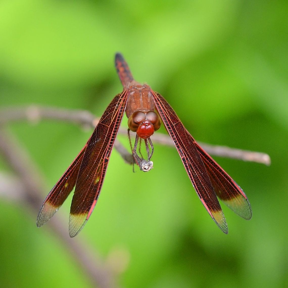 Neurothemis ramburii ramburii - Painted Grasshawk Location is Bandung, West Java, Indonesia. Alongside a stream and paddy fields.<br />
<figure class="photo"><a href="https://www.jungledragon.com/image/38228/neurothemis_ramburii_ramburii_-_painted_grasshawk.html" title="Neurothemis ramburii ramburii - Painted Grasshawk"><img src="https://s3.amazonaws.com/media.jungledragon.com/images/2784/38228_thumb.jpg?AWSAccessKeyId=05GMT0V3GWVNE7GGM1R2&Expires=1759968010&Signature=n4QZ0OdUp0Mt9OLlReaWCoVz4xQ%3D" width="200" height="134" alt="Neurothemis ramburii ramburii - Painted Grasshawk There are two dragons at my location that are quite similar, but I can tell them apart easily enough. The hard part is telling the female from the male. I will get into this on a later post and will link back to this series.<br />
<br />
Ramburii is a lot more nervous than the fluctuans, the similar dragon. I certainly won&rsquo;t be getting close enough to lift the abdomen with my finger with a ramburii.<br />
<br />
Normally here, I would state the difficulty of obtaining an image; easy or difficult. A few years ago, I would have said that all dragons were difficult, but my opinion has changed following a lot of practice. Ramburii has a reputation for being difficult, but I do not find it so.<br />
<br />
Location is Bandung, West Java, Indonesia. Alongside a stream and paddy fields.<br />
http://www.jungledragon.com/image/38227/dragon_red_8510.html<br />
http://www.jungledragon.com/image/38229/dragon_red_8617.html Bandung,Geotagged,Indonesia,Java,Neurothemis ramburii,Spring,West Java,dragon,dragonfly,grasshawk,painted grasshawk" /></a></figure> Bandung,Geotagged,Indonesia,Java,Neurothemis ramburii,Summer,West Java,dragon,dragonfly,grasshawk,painted grasshawk