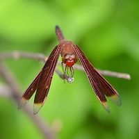 Neurothemis ramburii ramburii - Painted Grasshawk Location is Bandung, West Java, Indonesia. Alongside a stream and paddy fields.<br />
http://www.jungledragon.com/image/38228/dragon_2348.html Bandung,Geotagged,Indonesia,Java,Neurothemis ramburii,Summer,West Java,dragon,dragonfly,grasshawk,painted grasshawk