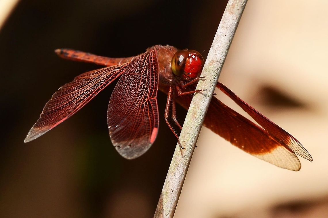 Neurothemis ramburii ramburii - Painted Grasshawk There are two dragons at my location that are quite similar, but I can tell them apart easily enough. The hard part is telling the female from the male. I will get into this on a later post and will link back to this series.<br />
<br />
Ramburii is a lot more nervous than the fluctuans, the similar dragon. I certainly won’t be getting close enough to lift the abdomen with my finger with a ramburii.<br />
<br />
Normally here, I would state the difficulty of obtaining an image; easy or difficult. A few years ago, I would have said that all dragons were difficult, but my opinion has changed following a lot of practice. Ramburii has a reputation for being difficult, but I do not find it so.<br />
<br />
Location is Bandung, West Java, Indonesia. Alongside a stream and paddy fields.<br />
<figure class="photo"><a href="https://www.jungledragon.com/image/38227/neurothemis_ramburii_ramburii_-_painted_grasshawk.html" title="Neurothemis ramburii ramburii - Painted Grasshawk"><img src="https://s3.amazonaws.com/media.jungledragon.com/images/2784/38227_thumb.jpg?AWSAccessKeyId=05GMT0V3GWVNE7GGM1R2&Expires=1759968010&Signature=Ix2AZtMZsQHJ9i7ArPP%2BntOQj24%3D" width="200" height="200" alt="Neurothemis ramburii ramburii - Painted Grasshawk Location is Bandung, West Java, Indonesia. Alongside a stream and paddy fields.<br />
http://www.jungledragon.com/image/38228/dragon_2348.html Bandung,Geotagged,Indonesia,Java,Neurothemis ramburii,Summer,West Java,dragon,dragonfly,grasshawk,painted grasshawk" /></a></figure><br />
<figure class="photo"><a href="https://www.jungledragon.com/image/38229/neurothemis_ramburii_ramburii_-_painted_grasshawk.html" title="Neurothemis ramburii ramburii - Painted Grasshawk"><img src="https://s3.amazonaws.com/media.jungledragon.com/images/2784/38229_thumb.jpg?AWSAccessKeyId=05GMT0V3GWVNE7GGM1R2&Expires=1759968010&Signature=4WyMxiytV0bkmVbociSR4U%2FStpE%3D" width="200" height="200" alt="Neurothemis ramburii ramburii - Painted Grasshawk Location is Bandung, West Java, Indonesia. Alongside a stream and paddy fields.<br />
http://www.jungledragon.com/image/38228/dragon_2348.html Bandung,Geotagged,Indonesia,Java,Neurothemis ramburii,Summer,West Java,dragon,dragonfly,grasshawk,painted grasshawk" /></a></figure> Bandung,Geotagged,Indonesia,Java,Neurothemis ramburii,Spring,West Java,dragon,dragonfly,grasshawk,painted grasshawk