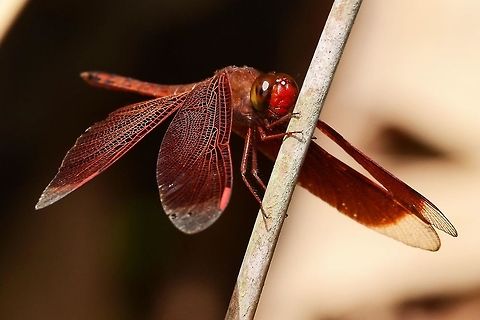 Neurothemis ramburii ramburii - Painted Grasshawk There are two dragons at my location that are quite similar, but I can tell them apart easily enough. The hard part is telling the female from the male. I will get into this on a later post and will link back to this series.

Ramburii is a lot more nervous than the fluctuans, the similar dragon. I certainly won’t be getting close enough to lift the abdomen with my finger with a ramburii.

Normally here, I would state the difficulty of obtaining an image; easy or difficult. A few years ago, I would have said that all dragons were difficult, but my opinion has changed following a lot of practice. Ramburii has a reputation for being difficult, but I do not find it so.

Location is Bandung, West Java, Indonesia. Alongside a stream and paddy fields.
http://www.jungledragon.com/image/38227/dragon_red_8510.html
http://www.jungledragon.com/image/38229/dragon_red_8617.html Bandung,Geotagged,Indonesia,Java,Neurothemis ramburii,Spring,West Java,dragon,dragonfly,grasshawk,painted grasshawk