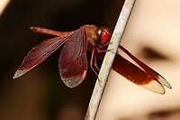 Neurothemis ramburii ramburii - Painted Grasshawk There are two dragons at my location that are quite similar, but I can tell them apart easily enough. The hard part is telling the female from the male. I will get into this on a later post and will link back to this series.<br />
<br />
Ramburii is a lot more nervous than the fluctuans, the similar dragon. I certainly won’t be getting close enough to lift the abdomen with my finger with a ramburii.<br />
<br />
Normally here, I would state the difficulty of obtaining an image; easy or difficult. A few years ago, I would have said that all dragons were difficult, but my opinion has changed following a lot of practice. Ramburii has a reputation for being difficult, but I do not find it so.<br />
<br />
Location is Bandung, West Java, Indonesia. Alongside a stream and paddy fields.<br />
http://www.jungledragon.com/image/38227/dragon_red_8510.html<br />
http://www.jungledragon.com/image/38229/dragon_red_8617.html Bandung,Geotagged,Indonesia,Java,Neurothemis ramburii,Spring,West Java,dragon,dragonfly,grasshawk,painted grasshawk