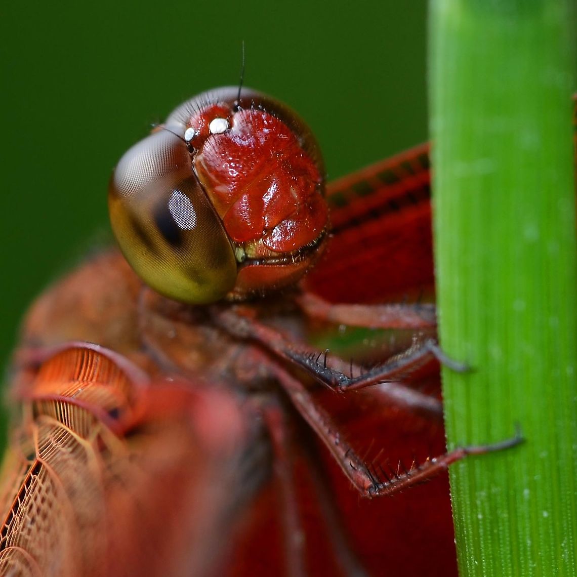 Neurothemis ramburii ramburii - Painted Grasshawk Location is Bandung, West Java, Indonesia. Alongside a stream and paddy fields.<br />
<figure class="photo"><a href="https://www.jungledragon.com/image/38228/neurothemis_ramburii_ramburii_-_painted_grasshawk.html" title="Neurothemis ramburii ramburii - Painted Grasshawk"><img src="https://s3.amazonaws.com/media.jungledragon.com/images/2784/38228_thumb.jpg?AWSAccessKeyId=05GMT0V3GWVNE7GGM1R2&Expires=1759968010&Signature=n4QZ0OdUp0Mt9OLlReaWCoVz4xQ%3D" width="200" height="134" alt="Neurothemis ramburii ramburii - Painted Grasshawk There are two dragons at my location that are quite similar, but I can tell them apart easily enough. The hard part is telling the female from the male. I will get into this on a later post and will link back to this series.<br />
<br />
Ramburii is a lot more nervous than the fluctuans, the similar dragon. I certainly won&rsquo;t be getting close enough to lift the abdomen with my finger with a ramburii.<br />
<br />
Normally here, I would state the difficulty of obtaining an image; easy or difficult. A few years ago, I would have said that all dragons were difficult, but my opinion has changed following a lot of practice. Ramburii has a reputation for being difficult, but I do not find it so.<br />
<br />
Location is Bandung, West Java, Indonesia. Alongside a stream and paddy fields.<br />
http://www.jungledragon.com/image/38227/dragon_red_8510.html<br />
http://www.jungledragon.com/image/38229/dragon_red_8617.html Bandung,Geotagged,Indonesia,Java,Neurothemis ramburii,Spring,West Java,dragon,dragonfly,grasshawk,painted grasshawk" /></a></figure> Bandung,Geotagged,Indonesia,Java,Neurothemis ramburii,Summer,West Java,dragon,dragonfly,grasshawk,painted grasshawk