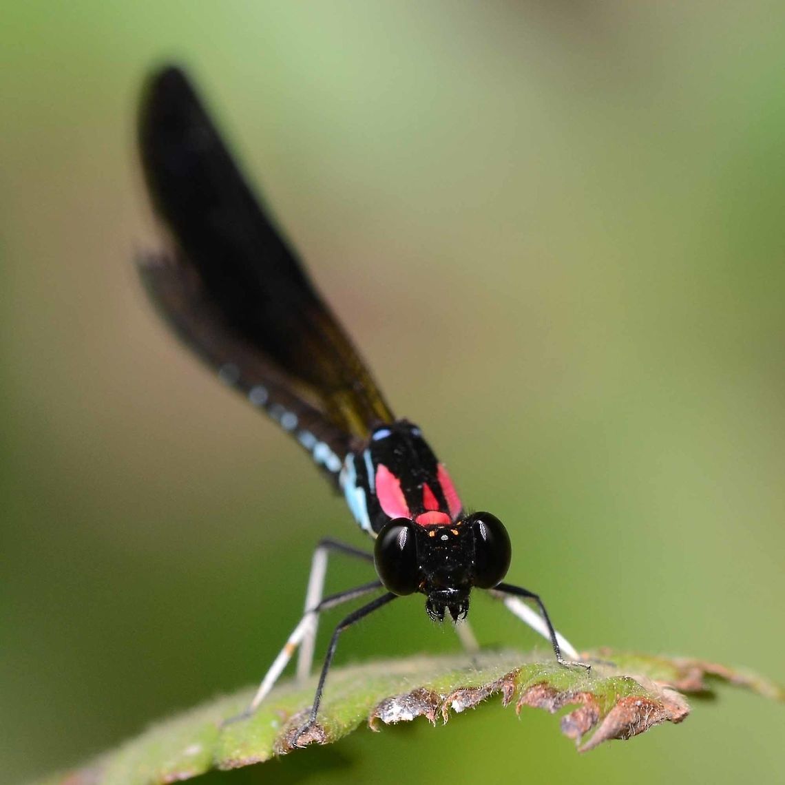 Rhinocypha fenestrata cornelii Location is Bandung, West Java, Indonesia. Alongside a stream and paddy fields.<br />
<figure class="photo"><a href="https://www.jungledragon.com/image/38243/rhinocypha_fenestrata_cornelii.html" title="Rhinocypha fenestrata cornelii"><img src="https://s3.amazonaws.com/media.jungledragon.com/images/2784/38243_thumb.JPG?AWSAccessKeyId=05GMT0V3GWVNE7GGM1R2&Expires=1769040010&Signature=u8FPB9XQtvAMmL1B%2Bj%2Bl0GKBSDY%3D" width="200" height="134" alt="Rhinocypha fenestrata cornelii After the demoiselle, this has to be one of the most striking damsels by the stream. If the wing catches the light just right, you are treated to a display comparable to the Las Vegas strip. A pity about the female, but I will come back to her again in the future.<br />
<br />
Location is Bandung, West Java, Indonesia. Alongside a stream and paddy fields.<br />
http://www.jungledragon.com/image/38241/damsel_red_flash_4644.html<br />
http://www.jungledragon.com/image/38242/dragon_damsel_4679.html Bandung,Geotagged,Indonesia,Java,Rhinocypha Fenestrata,Spring,West Java,damsel,damselfly" /></a></figure> Bandung,Geotagged,Indonesia,Java,Rhinocypha Fenestrata,Spring,West Java,damsel,damselfly
