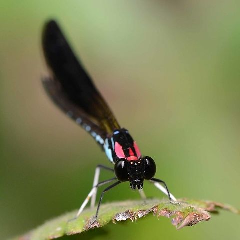 Rhinocypha fenestrata cornelii Location is Bandung, West Java, Indonesia. Alongside a stream and paddy fields.
http://www.jungledragon.com/image/38243/damsel_red_streak_5206.html Bandung,Geotagged,Indonesia,Java,Rhinocypha Fenestrata,Spring,West Java,damsel,damselfly