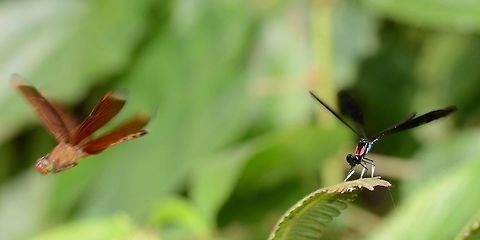 Rhinocypha fenestrata cornelii This is a ramburii buzzing the damsel, as it lost its favorite perch. The damsel stood its ground at great personal risk I might add.

Location is Bandung, West Java, Indonesia. Alongside a stream and paddy fields.
http://www.jungledragon.com/image/38243/damsel_red_streak_5206.html Bandung,Geotagged,Indonesia,Java,Rhinocypha Fenestrata,Spring,West Java,damsel,damselfly