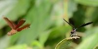Rhinocypha fenestrata cornelii This is a ramburii buzzing the damsel, as it lost its favorite perch. The damsel stood its ground at great personal risk I might add.<br />
<br />
Location is Bandung, West Java, Indonesia. Alongside a stream and paddy fields.<br />
http://www.jungledragon.com/image/38243/damsel_red_streak_5206.html Bandung,Geotagged,Indonesia,Java,Rhinocypha Fenestrata,Spring,West Java,damsel,damselfly