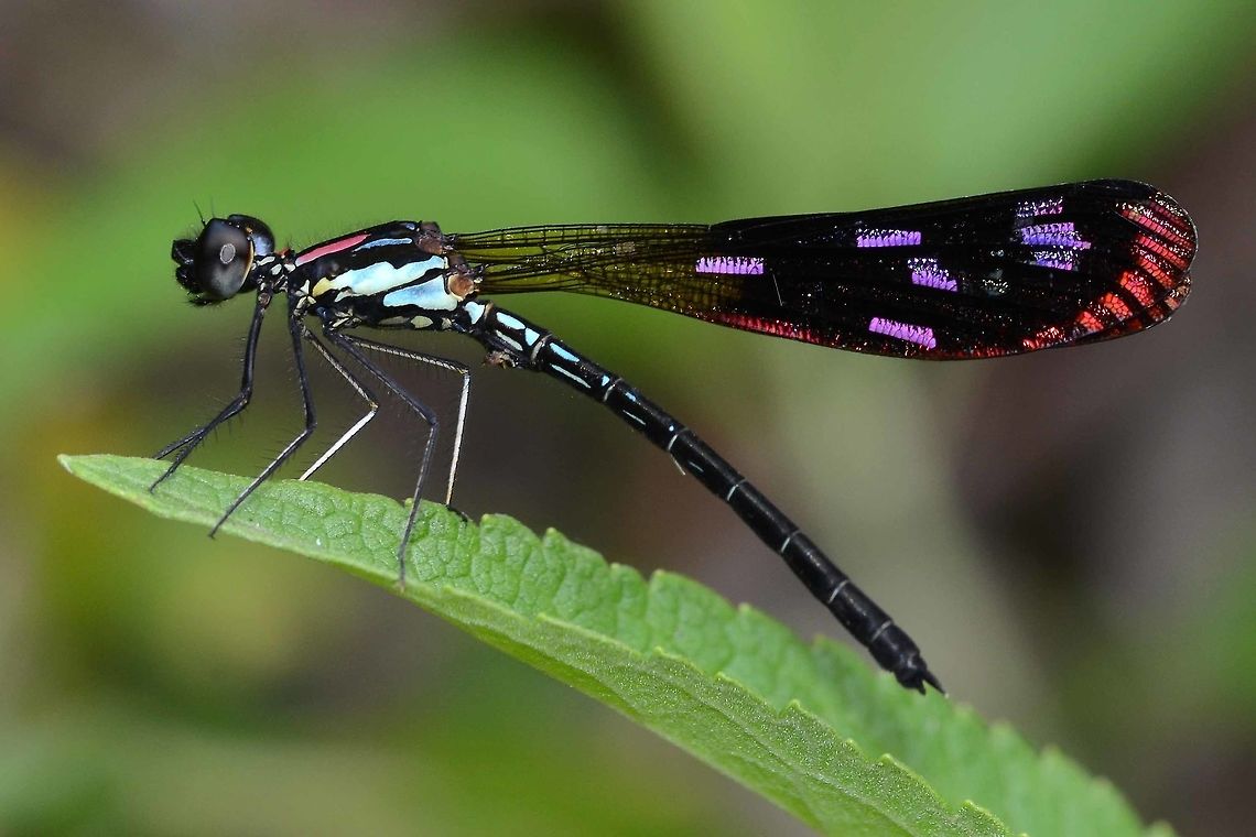 Rhinocypha fenestrata cornelii After the demoiselle, this has to be one of the most striking damsels by the stream. If the wing catches the light just right, you are treated to a display comparable to the Las Vegas strip. A pity about the female, but I will come back to her again in the future.<br />
<br />
Location is Bandung, West Java, Indonesia. Alongside a stream and paddy fields.<br />
<figure class="photo"><a href="https://www.jungledragon.com/image/38241/rhinocypha_fenestrata_cornelii.html" title="Rhinocypha fenestrata cornelii"><img src="https://s3.amazonaws.com/media.jungledragon.com/images/2784/38241_thumb.JPG?AWSAccessKeyId=05GMT0V3GWVNE7GGM1R2&Expires=1759968010&Signature=WptZJcHz%2B0BrjWqhPatQsxavgpA%3D" width="200" height="200" alt="Rhinocypha fenestrata cornelii Location is Bandung, West Java, Indonesia. Alongside a stream and paddy fields.<br />
http://www.jungledragon.com/image/38243/damsel_red_streak_5206.html Bandung,Geotagged,Indonesia,Java,Rhinocypha Fenestrata,Spring,West Java,damsel,damselfly" /></a></figure><br />
<figure class="photo"><a href="https://www.jungledragon.com/image/38242/rhinocypha_fenestrata_cornelii.html" title="Rhinocypha fenestrata cornelii"><img src="https://s3.amazonaws.com/media.jungledragon.com/images/2784/38242_thumb.JPG?AWSAccessKeyId=05GMT0V3GWVNE7GGM1R2&Expires=1759968010&Signature=izCso5%2F2YGgZP5ZUaZT66QnTclA%3D" width="200" height="100" alt="Rhinocypha fenestrata cornelii This is a ramburii buzzing the damsel, as it lost its favorite perch. The damsel stood its ground at great personal risk I might add.<br />
<br />
Location is Bandung, West Java, Indonesia. Alongside a stream and paddy fields.<br />
http://www.jungledragon.com/image/38243/damsel_red_streak_5206.html Bandung,Geotagged,Indonesia,Java,Rhinocypha Fenestrata,Spring,West Java,damsel,damselfly" /></a></figure> Bandung,Geotagged,Indonesia,Java,Rhinocypha Fenestrata,Spring,West Java,damsel,damselfly