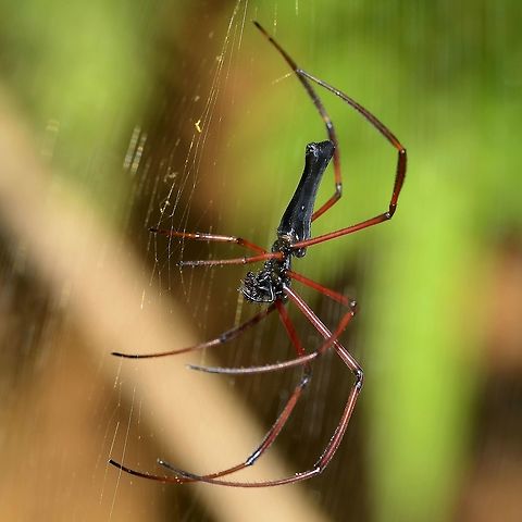 Nephila kuhlii Here is a very interesting spider. This image fits the visual definition of the kuhlii; black body, red legs. I also link a closer look at the side view.

BUT, then there is the third linked view. It still has the red legs and black knees, but the abdomen dorsal kind of looks more like pilipes. In fact, all the features of pilipes are actually ghosted in on kuhlii.

Personally, I do not believe that kuhlii is a separate species. I cannot say if they are interbreeding, as the males of both specimens look identical. I cannot explain what is going on, but some butterflies display color variations within species, I think that this is a similar thing. I could get images for the entire spectrum between full kuhlii and pilipes.

Location is Bandung, West Java, Indonesia. Alongside a stream and paddy fields.
http://www.jungledragon.com/image/38245/spider_gow_black_8394.html
http://www.jungledragon.com/image/38246/spider_kuhlii_3539.html Bandung,Geotagged,Indonesia,Java,Nephila kuhlii,Summer,West Java,giant wood spider,golden orb weaver,kuhlii,nephila,pilipes
